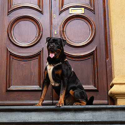 Rogz Urban Explore Tuig Köpek Göğüs Tasması Small - Kahverengi (1)