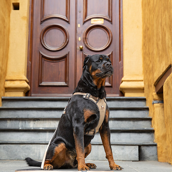 Rogz Urban Explore Tuig Köpek Göğüs Tasması Small - Kahverengi - 3