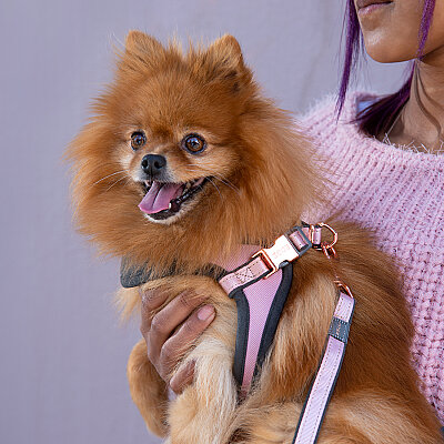 Rogz Urban Fast Fit Tuig Köpek Göğüs Tasması Medium - Pembe - 4