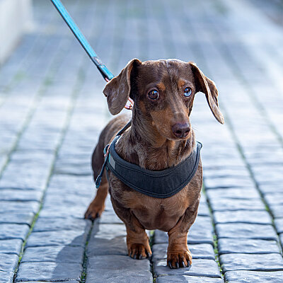 Rogz Urban Fast Fit Tuig Köpek Göğüs Tasması Medium - Turkuaz - 3