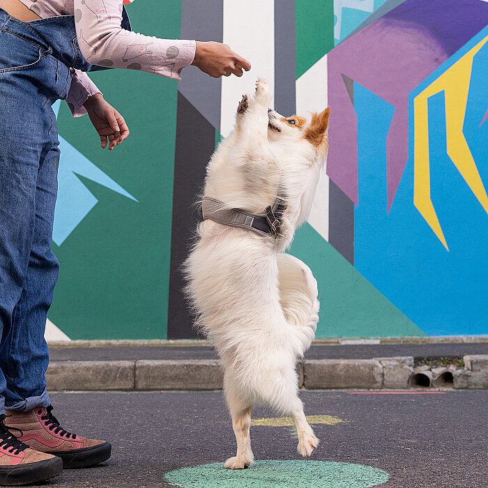 Rogz Urban Fast Fit Tuig Köpek Göğüs Tasması Medium - Yeşil - 4