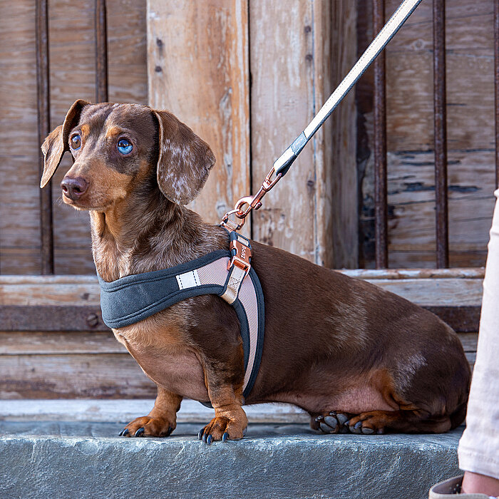 Rogz Urban Fast Fit Tuig Köpek Göğüs Tasması Small - Kahverengi - 3