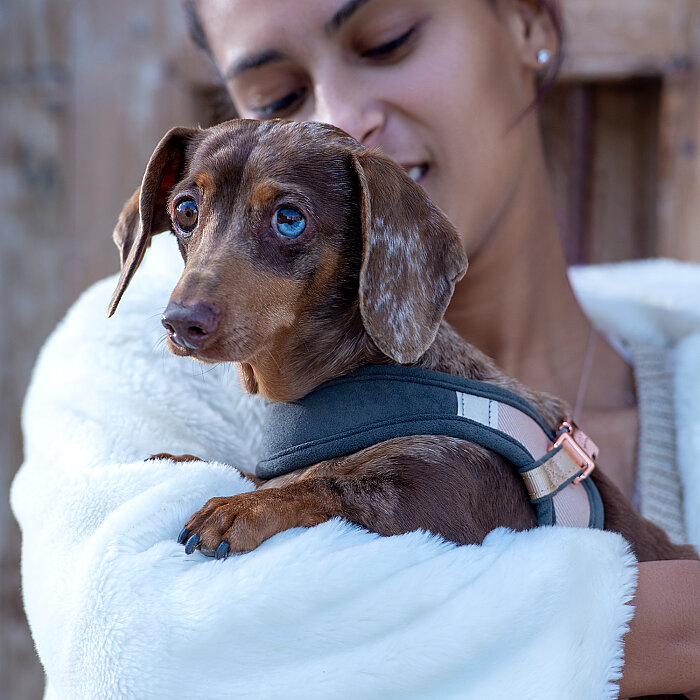 Rogz Urban Fast Fit Tuig Köpek Göğüs Tasması Small - Kahverengi - 4