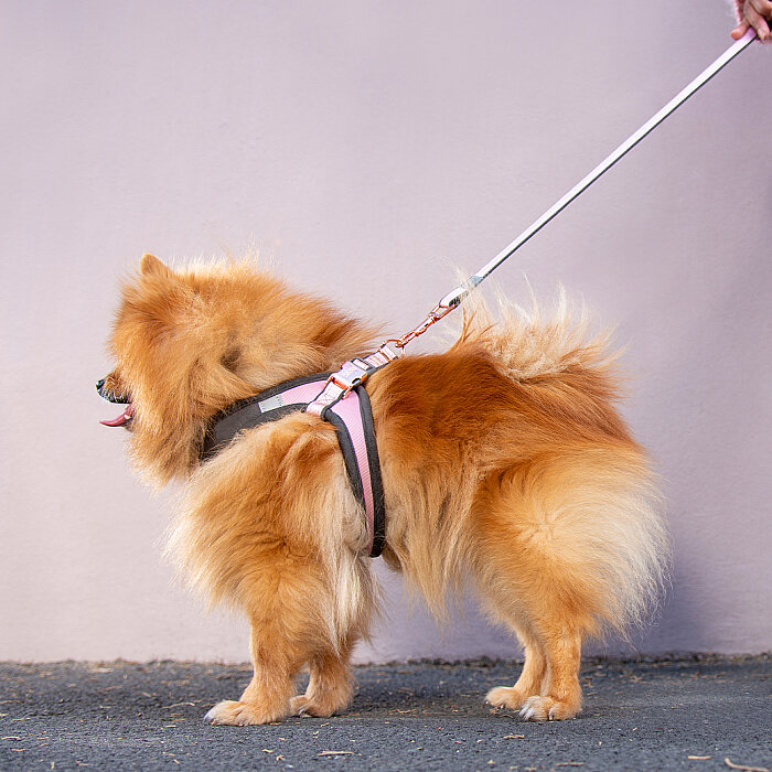 Rogz Urban Line Köpek Gezdirme Kayışı Large - Pembe - 3