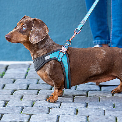 Rogz Urban Line Köpek Gezdirme Kayışı Large - Turkuaz - 3