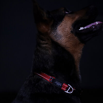 Rogz Utility Collar Köpek Boyun Tasması Large - Kırmızı - 3