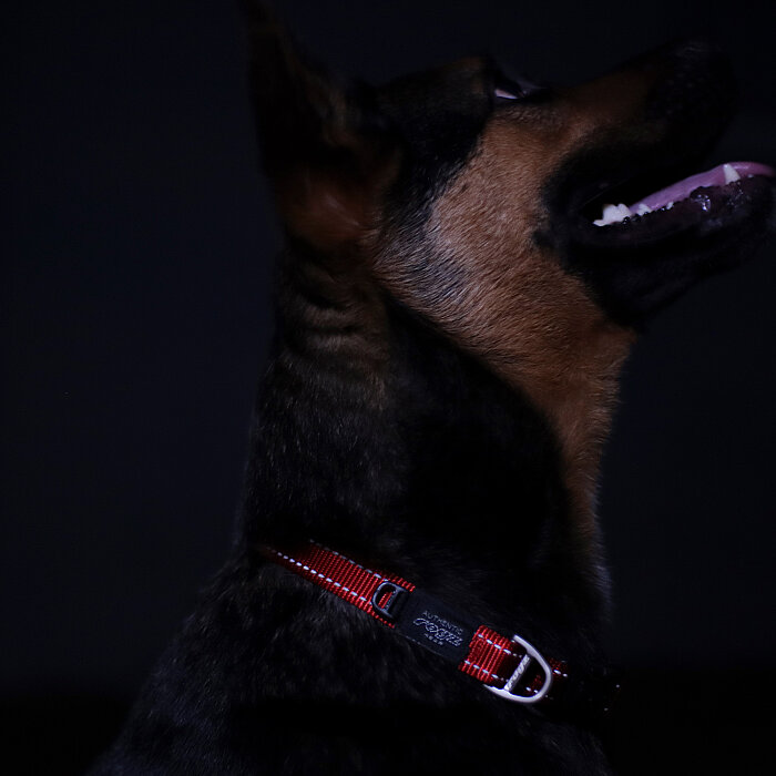 Rogz Utility Collar Köpek Boyun Tasması Large - Kırmızı - 3