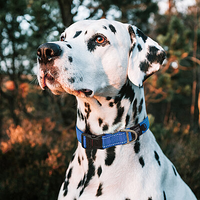 Rogz Utility Collar Köpek Boyun Tasması Small - Mavi - 3