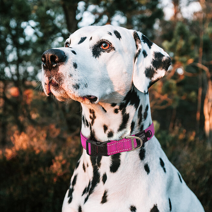 Rogz Utility Collar Köpek Boyun Tasması Small - Pembe - 3