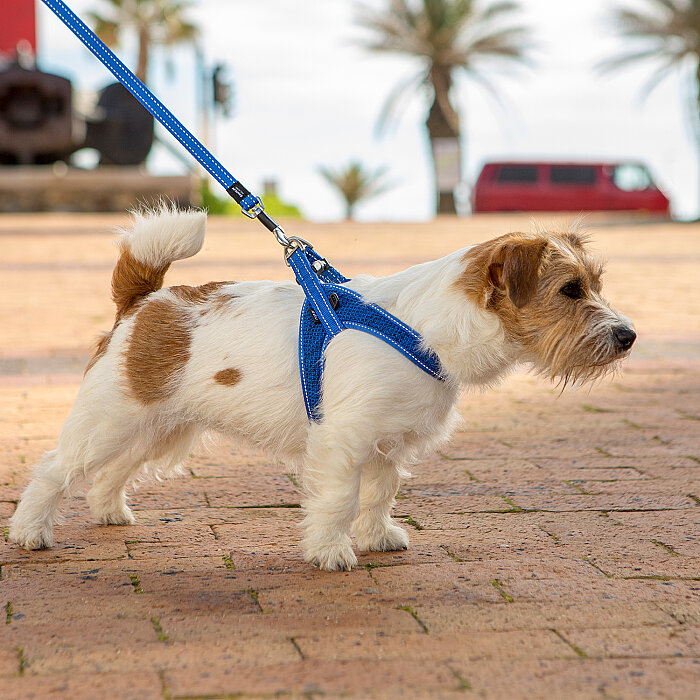 Rogz Utility Fast Fit Harness Köpek Göğüs Tasması Small - Mavi - 3