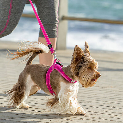 Rogz Utility Line Köpek Gezdirme Kayışı Large - Pembe - 3
