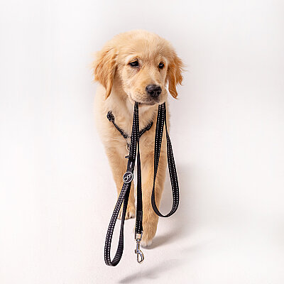 Rogz Utility Line Köpek Gezdirme Kayışı Large - Siyah - 3