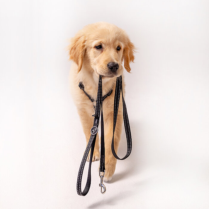 Rogz Utility Line Köpek Gezdirme Kayışı Large - Siyah - 3