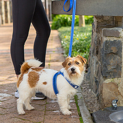 Rogz Utility Line Köpek Gezdirme Kayışı Medium - Mavi - 3