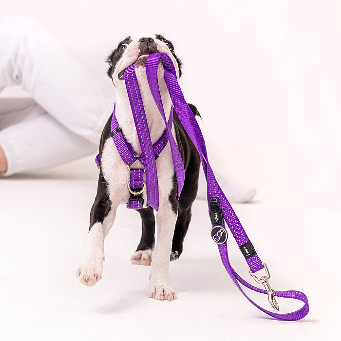 Rogz Utility Line Köpek Gezdirme Kayışı Medium - Mor - 3