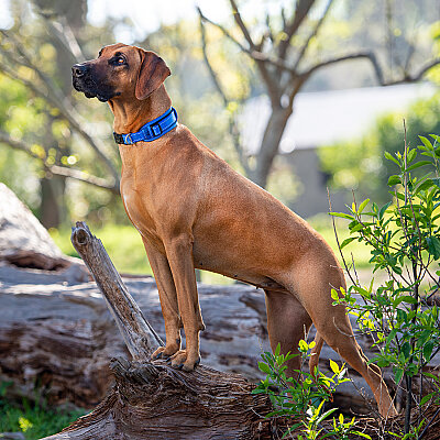 Rogz Utility Padded Collar Köpek Boyun Tasması Large - Mavi - 3