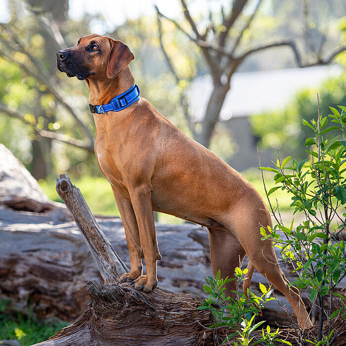 Rogz Utility Padded Collar Köpek Boyun Tasması Large - Mavi - 3