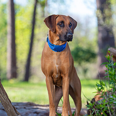 Rogz Utility Padded Collar Köpek Boyun Tasması Large - Mavi - 4