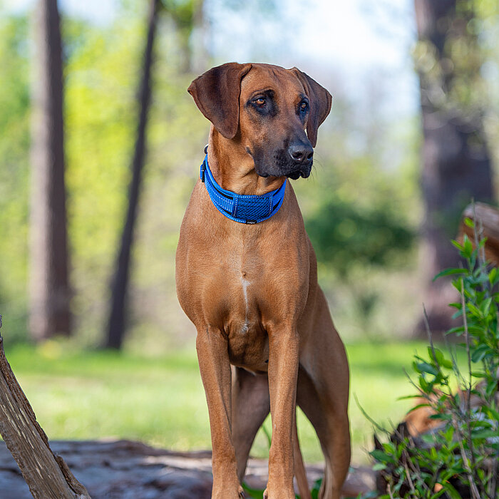 Rogz Utility Padded Collar Köpek Boyun Tasması Large - Mavi - 4