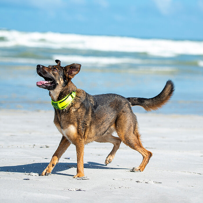 Rogz Utility Padded Collar Köpek Boyun Tasması Large - Sarı - 3