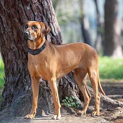 Rogz Utility Padded Collar Köpek Boyun Tasması Large - Siyah - 3