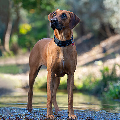 Rogz Utility Padded Collar Köpek Boyun Tasması Large - Siyah - 4