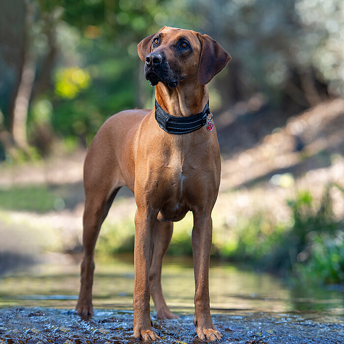 Rogz Utility Padded Collar Köpek Boyun Tasması Large - Siyah - 4