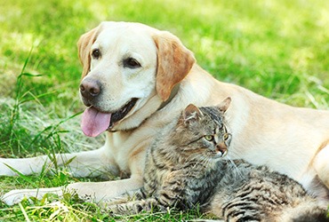 Sıcak Havalarda Kedi ve Köpek Bakımı