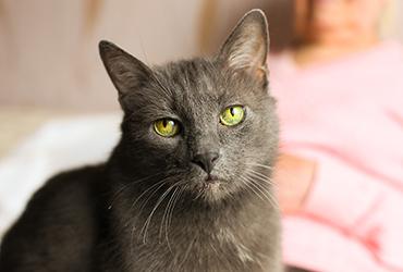 Yaşlı Kedi Bakımı