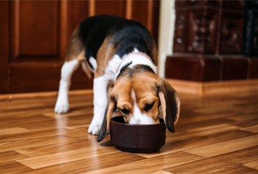 Yavru Köpek Beslenmesi