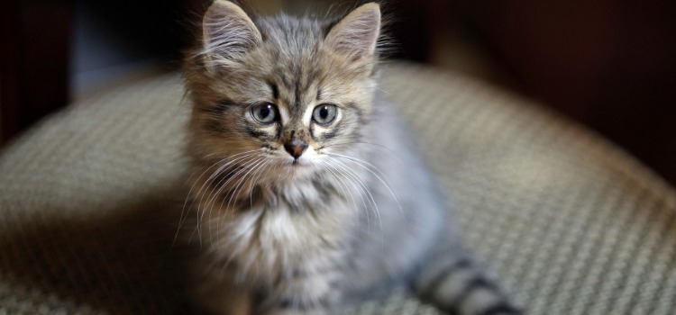 Yeni Doğmuş Yavru Kedi Bakımı