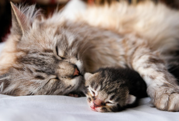 Yeni Doğmuş Yavru Kedi Bakımı